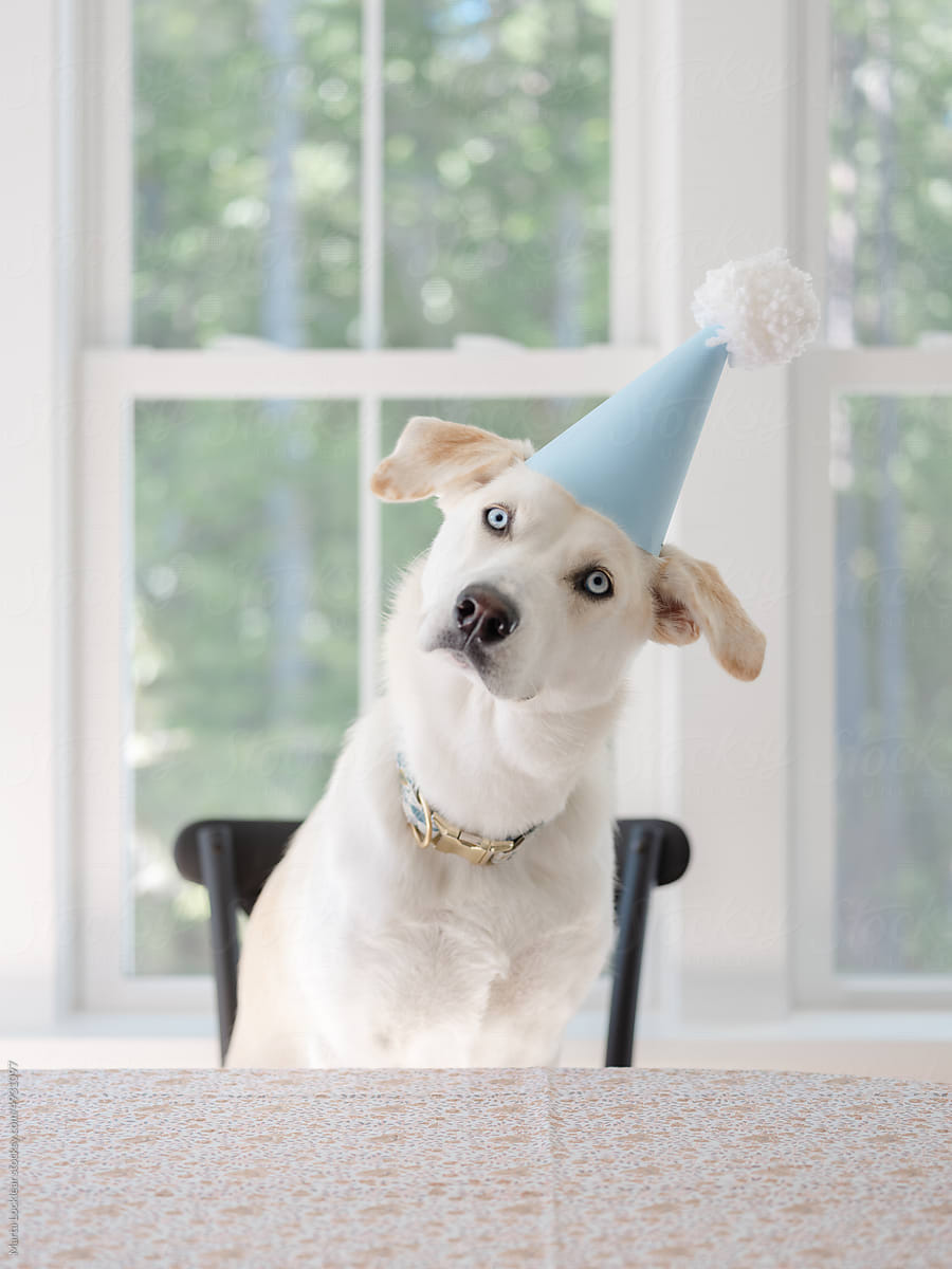 Dog celebrating its first birthday