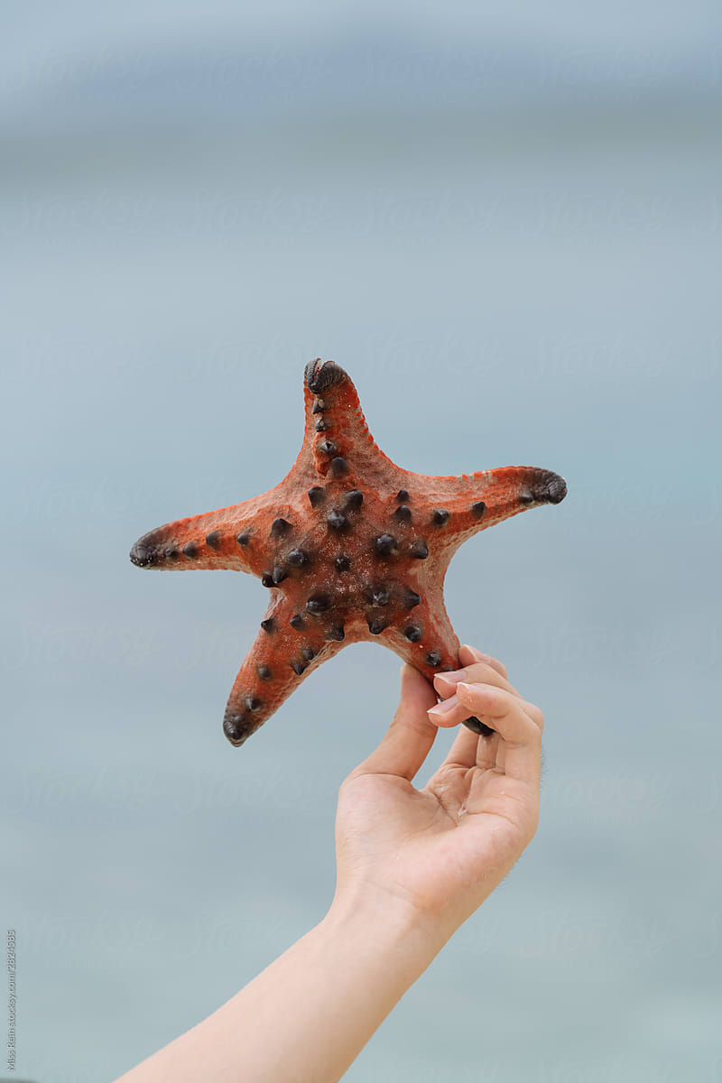 close-up of hand holding a red starfish