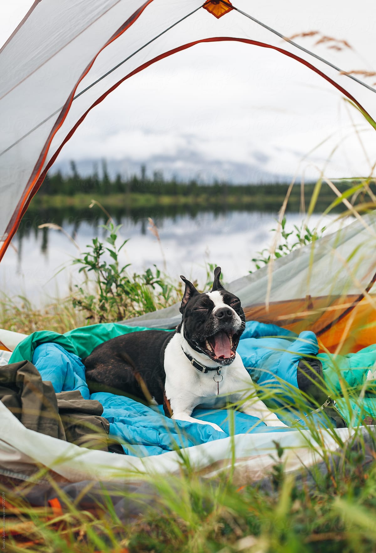 can boston terrier go camping?
