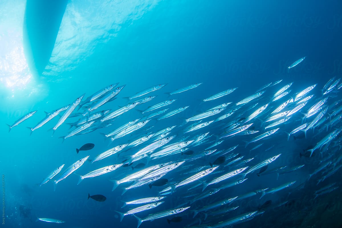Diving with school of barracuda