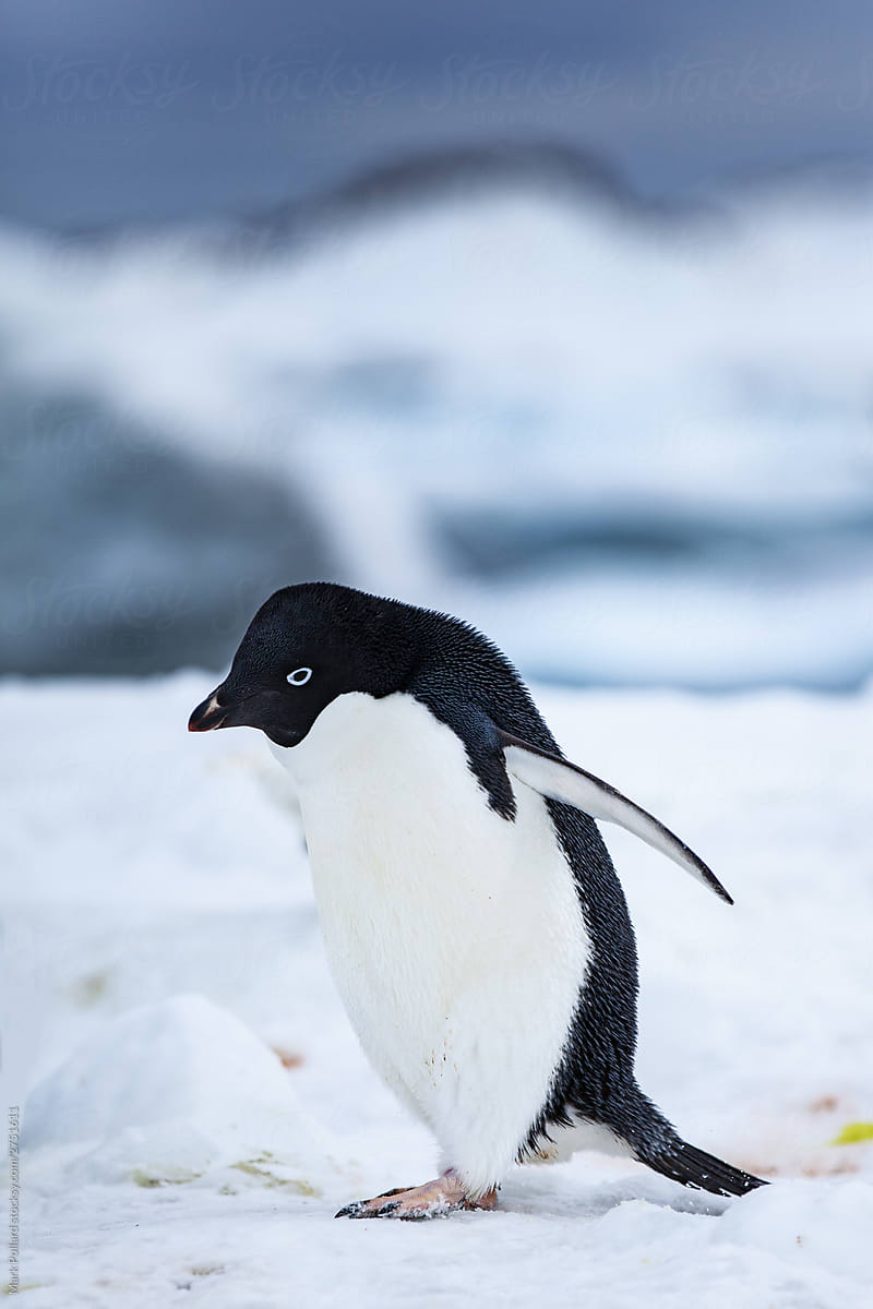 Penguin with Sea in Background