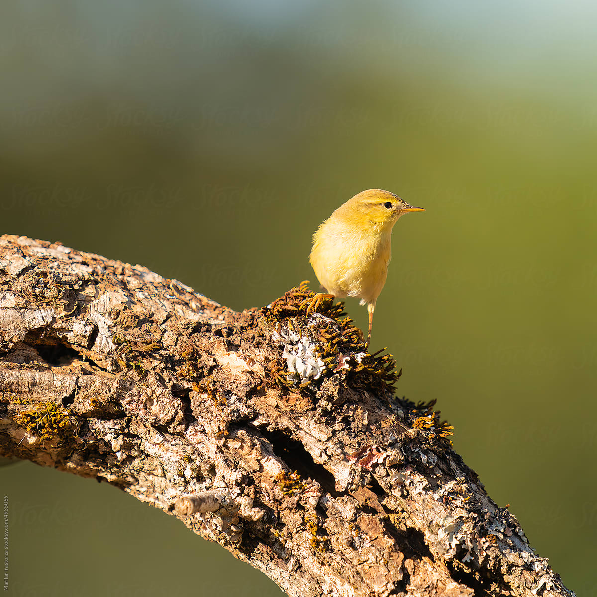Willow Warbler Perched On A Branch
