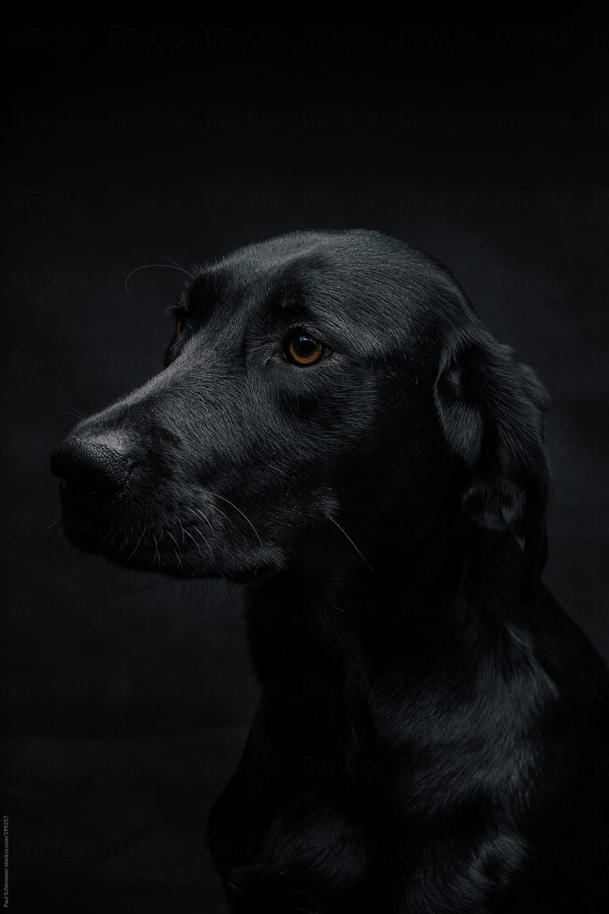 dark portrait of a labrador dog
