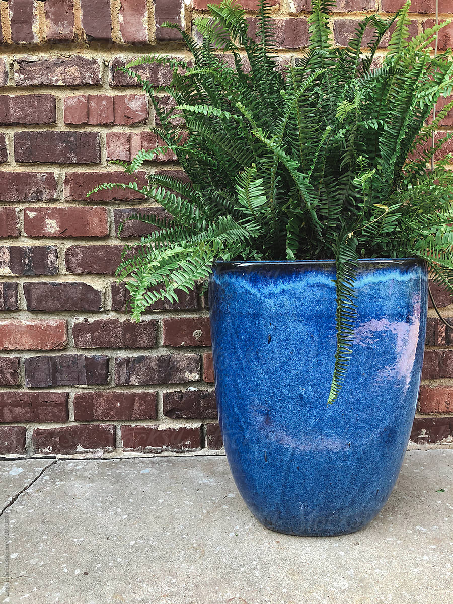 Blue Glazed Ceramic Container with Green Boston Fern with Brick Wall