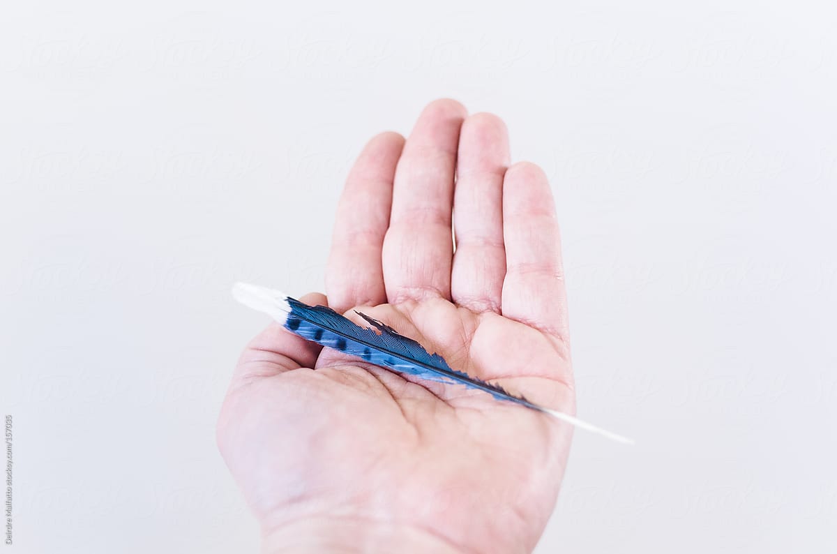 hand holding a blue jay feather