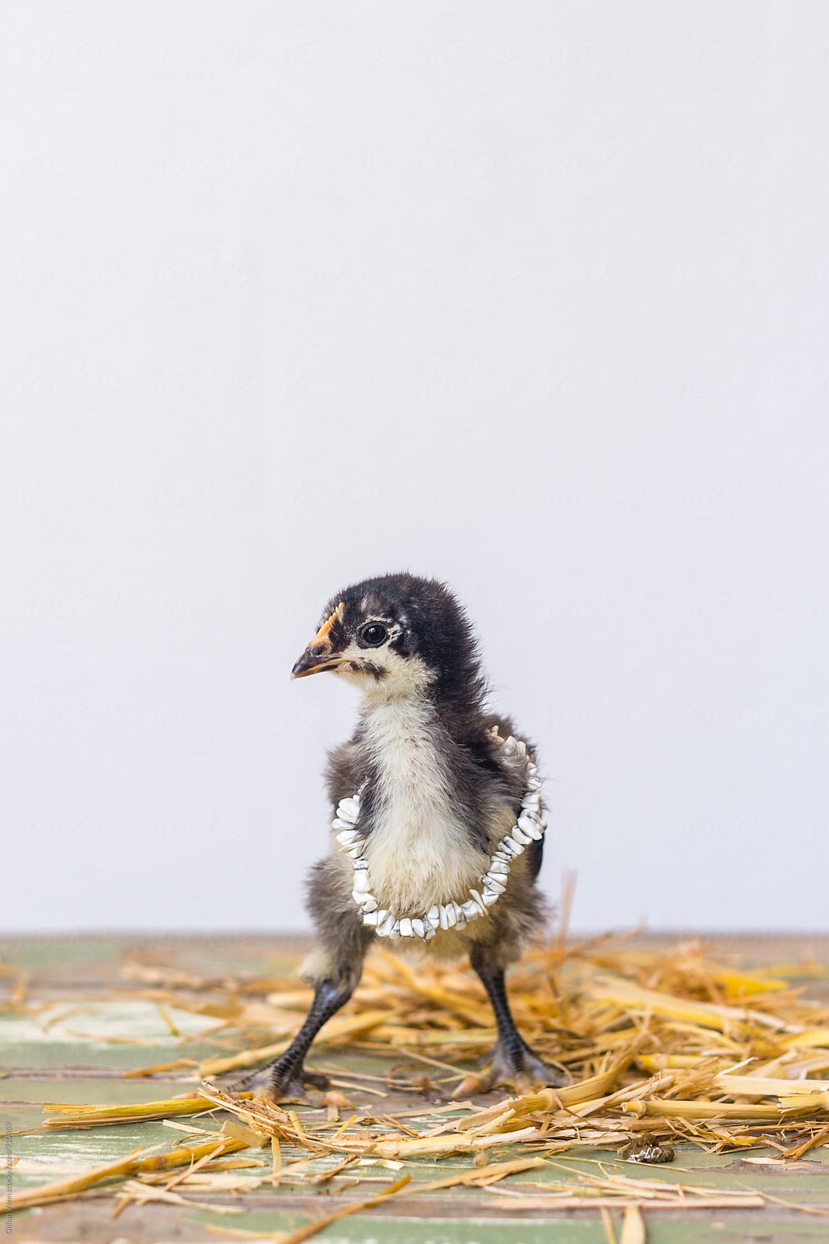 baby chick with shell necklace