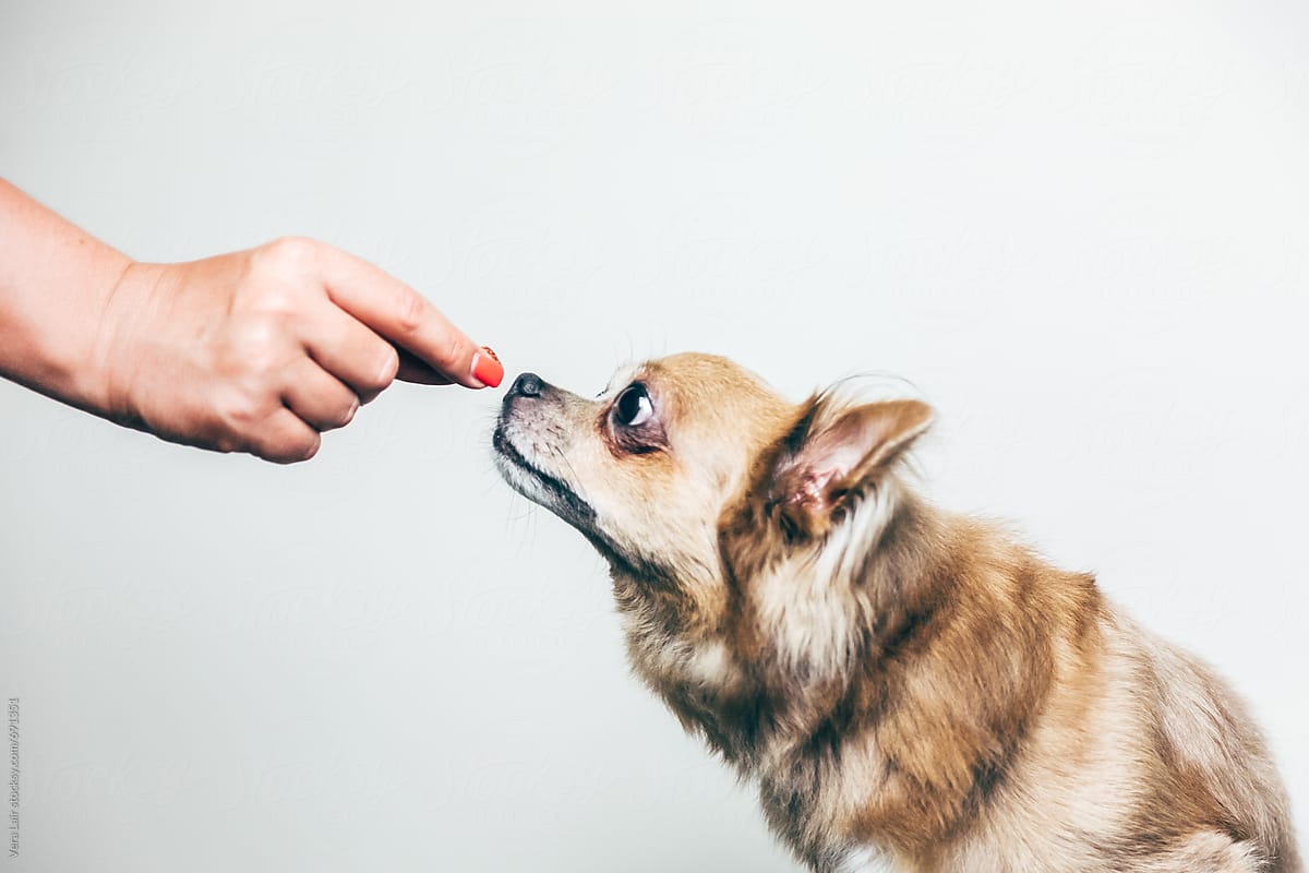 Hand feeding a small dog