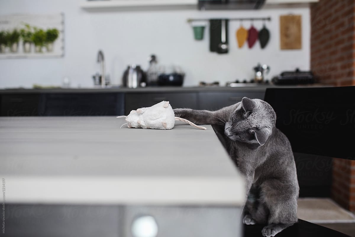 Gray cat plays with a plush mouse