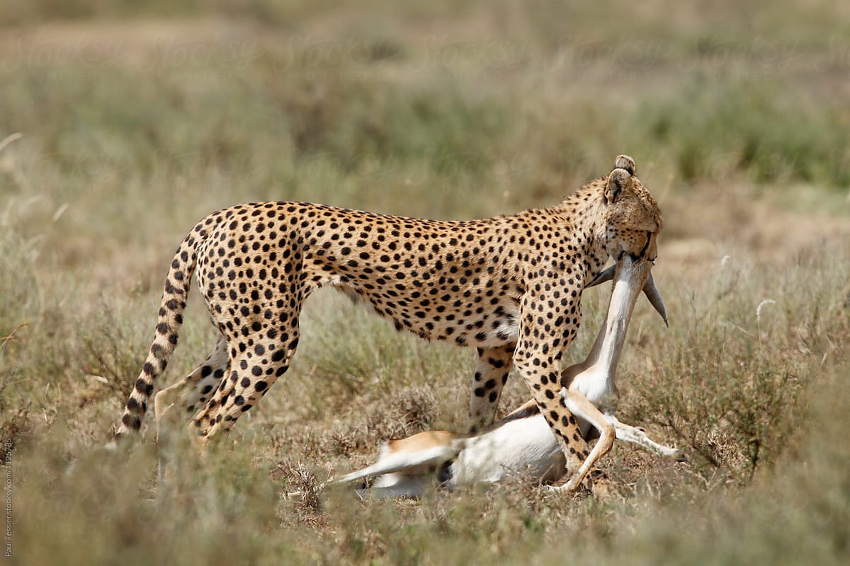 Cheetah with Prey