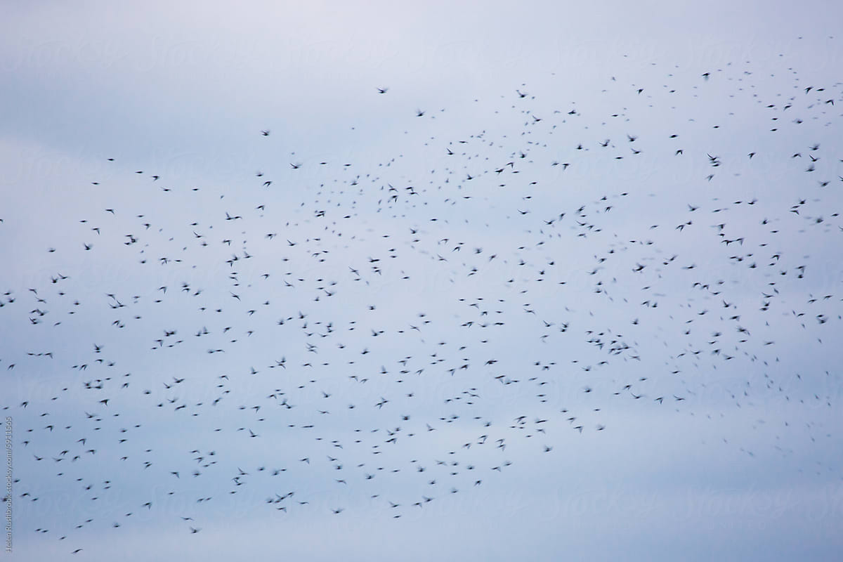 Deliberate blur of a mass of starlings flying home to roost.