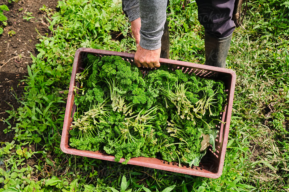 Farmer unloading a basket with parsley