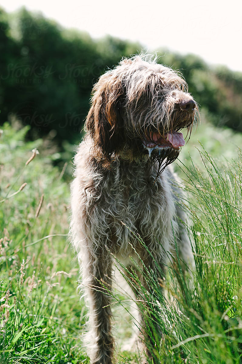 Scruffy Dog Standing In A Field On A Hot Summer's Day by Suzi Marshall