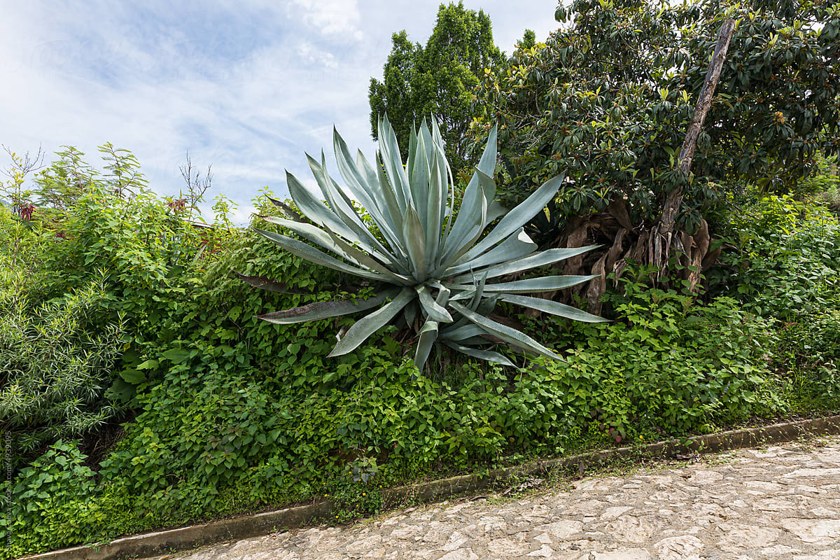A large agave among trees and bushes in a street