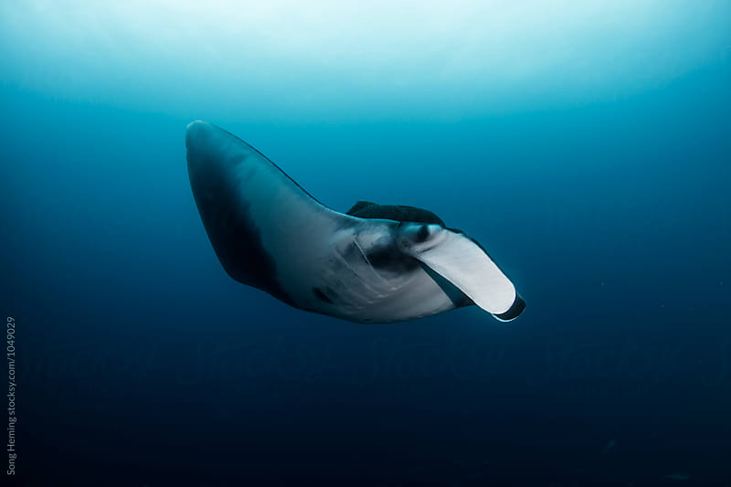 A  Manta Ray swimming with two Remora fishes in the blue water of the ocean
