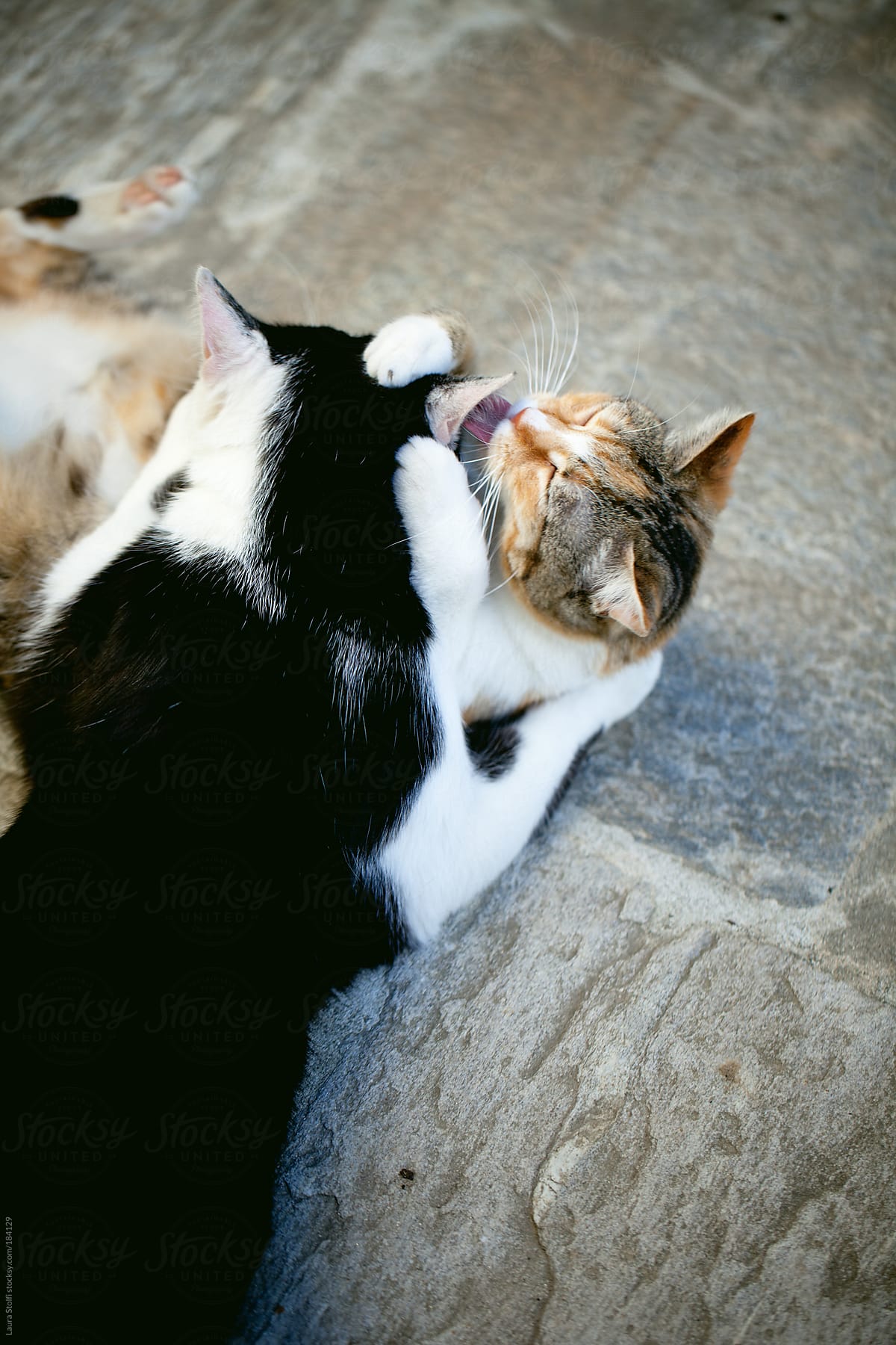 Tabby cat licking another\'s cat ear