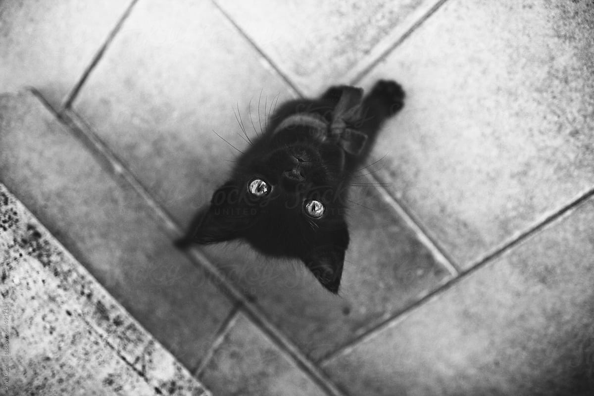 Black kitten looking up