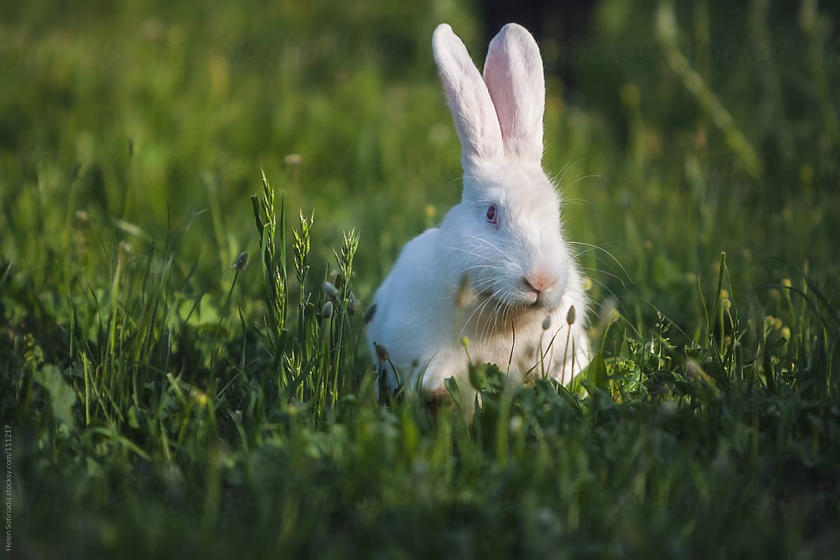 A Rabbit in the Grass