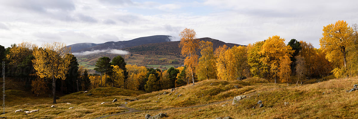 Sheep herd Gravfeltet Vang Autumn Norway