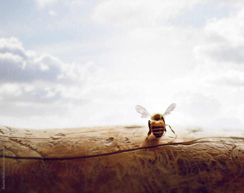 Bee pauses on a branch in front of a cloudy blue sky