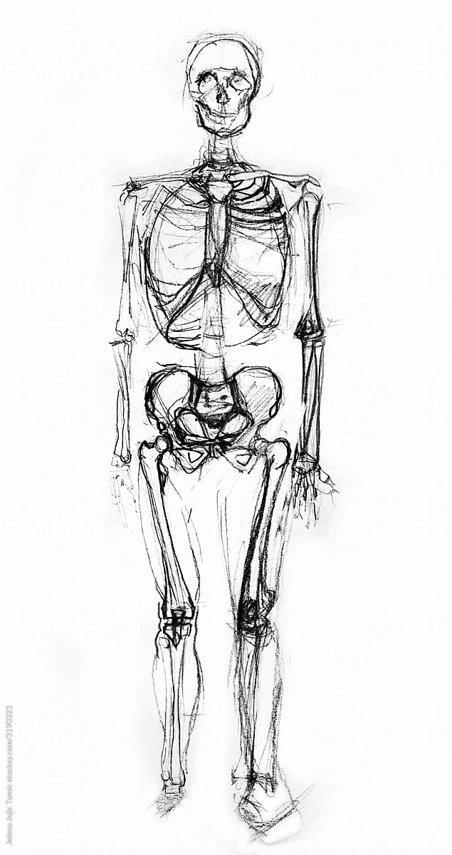 Anatomy drawing Images - Search Images on Everypixel