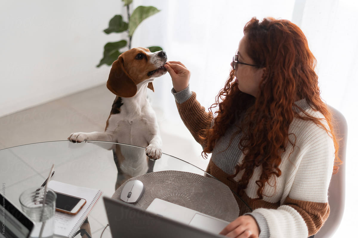 Woman With Her Dog In Home Office