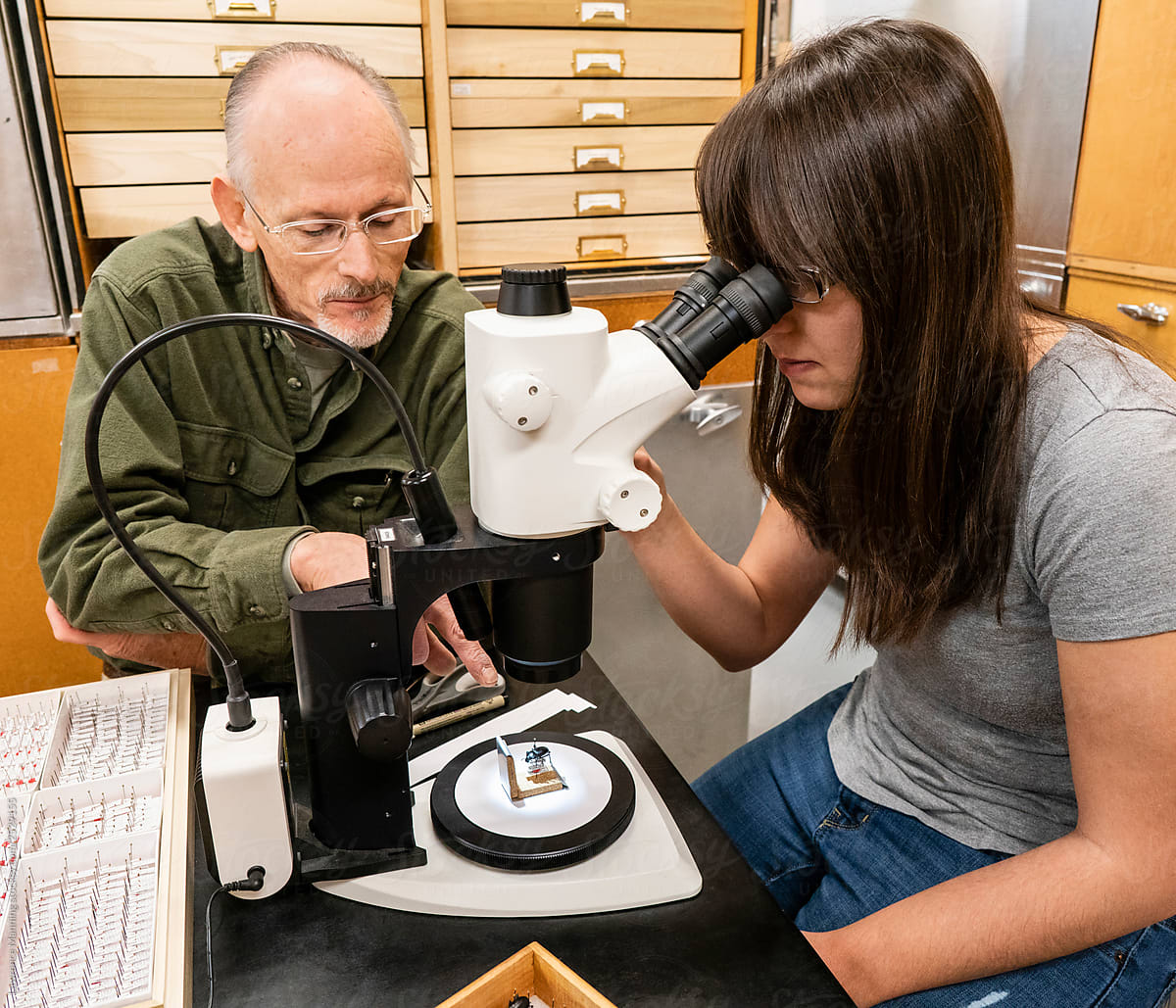 Research and education in entomology department of college natural history museum