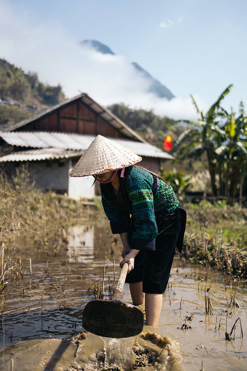 Local people: farmer woman working in a rice field in Sapa, Vietnam