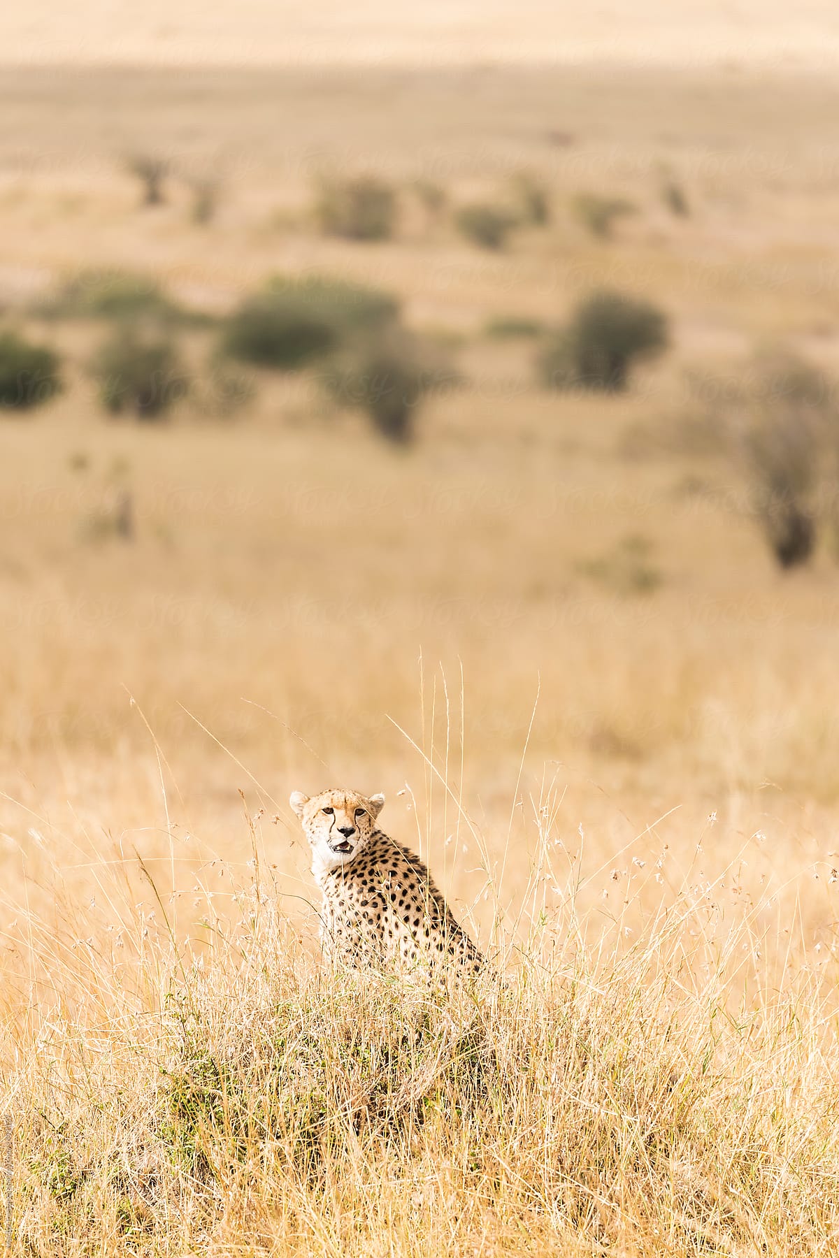 Cheetah in search of a prey