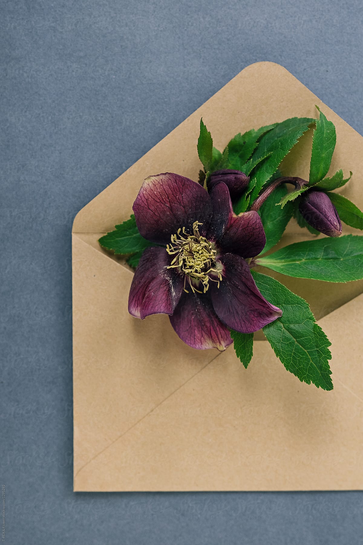 Purple flower in the envelope