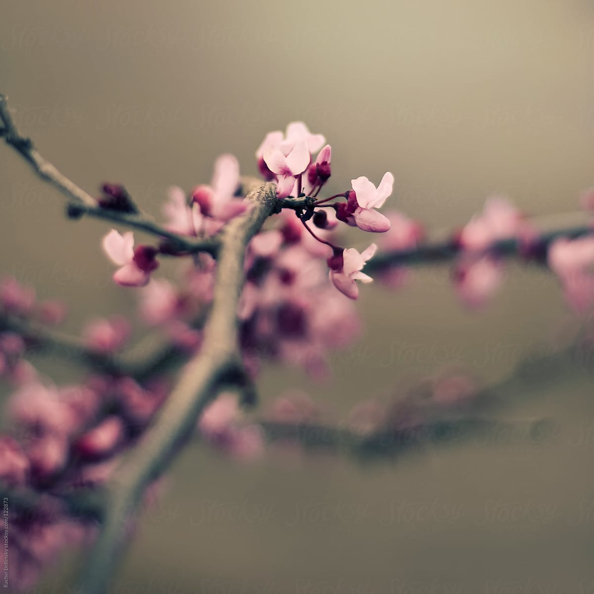 Newly sprouted pink cherry blossom branch against pale tan