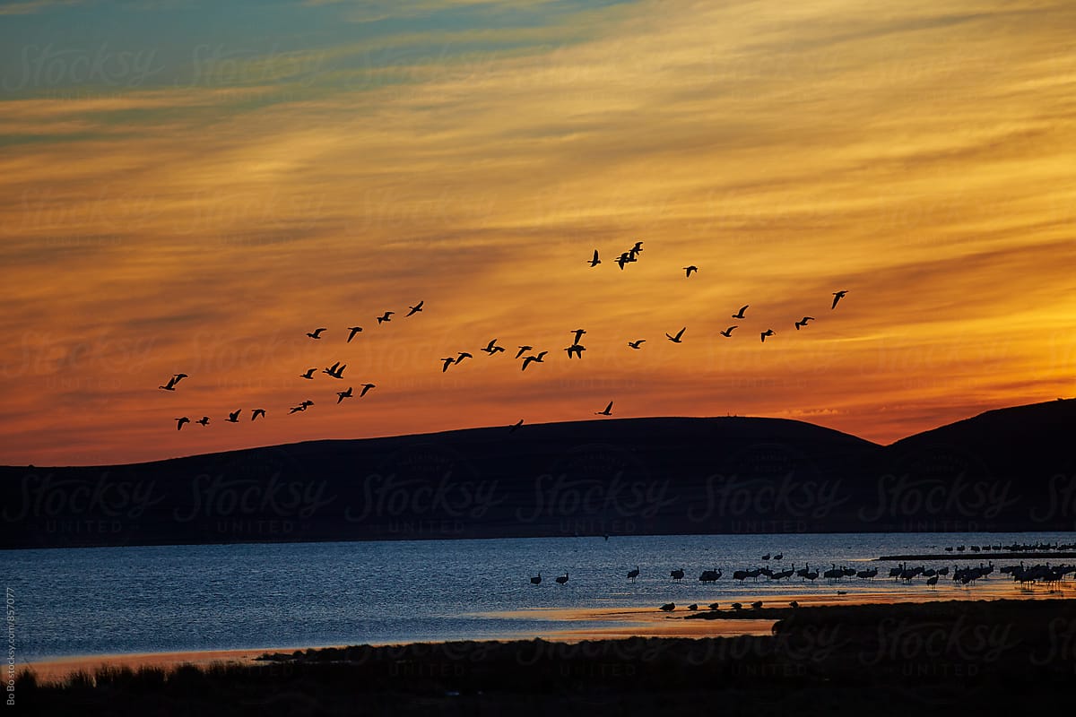 flock of bird flying in the dawn sky