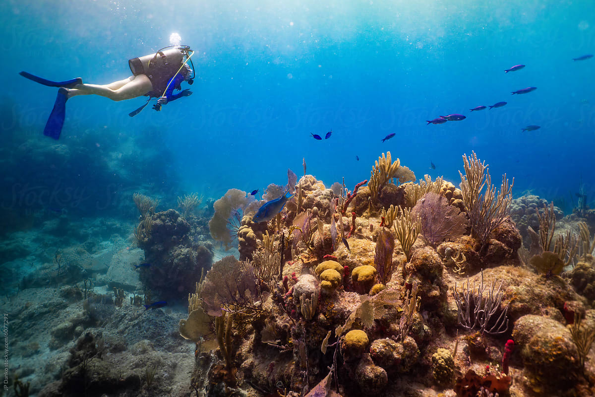 Woman Scuba Diving Colorful Coral Reef in Caribbean BVI