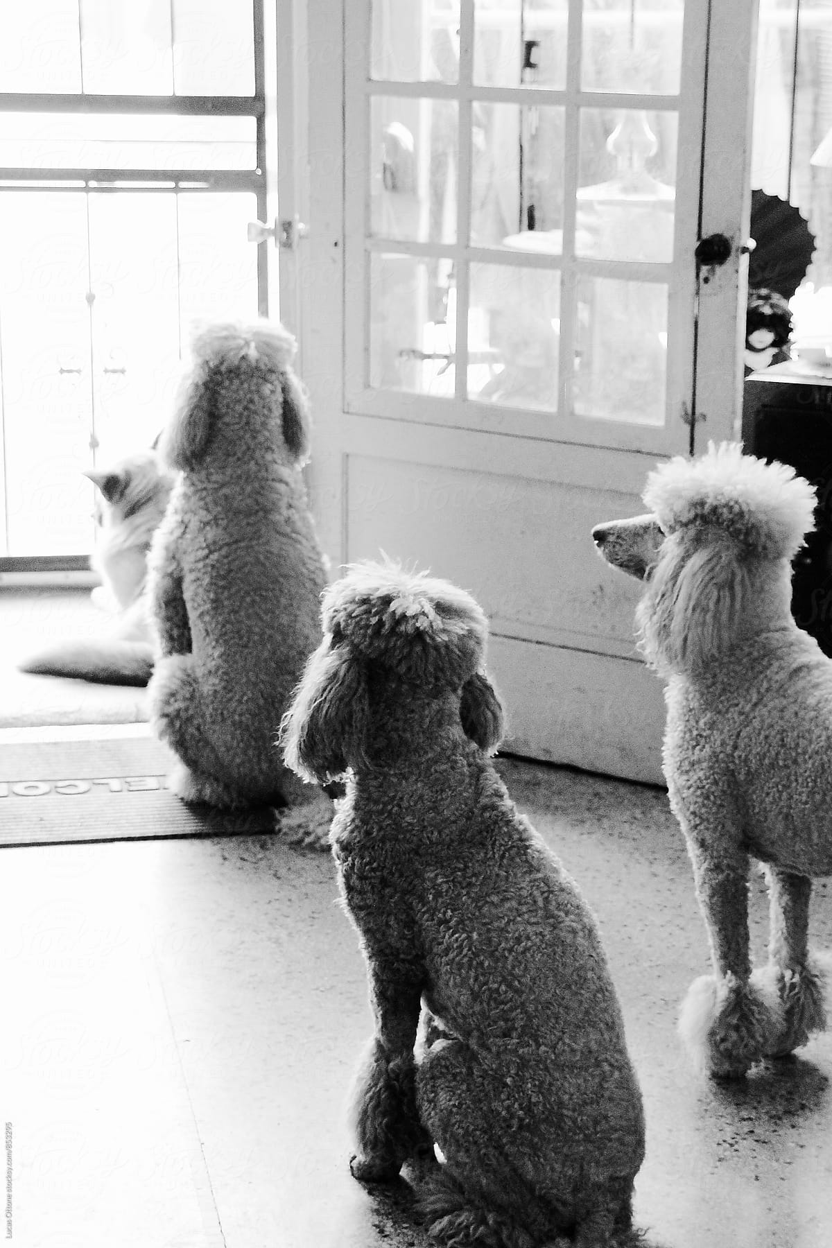 Group of poodles looking out a door