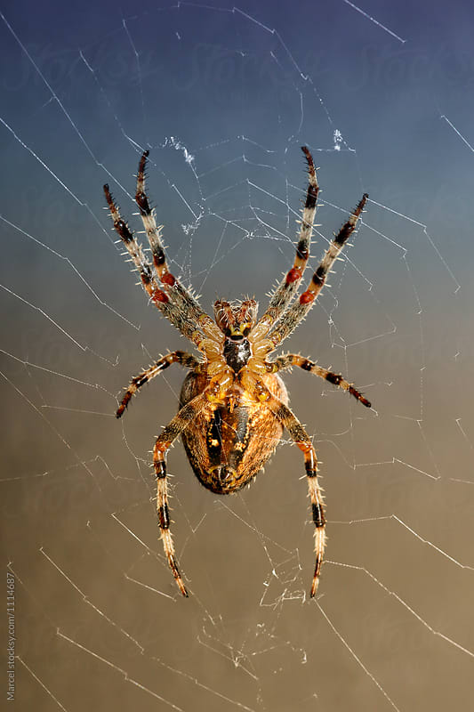 Scary spider in a web