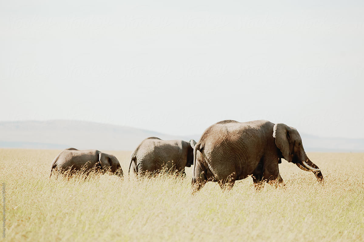 Three Elephants Walking through the Safari