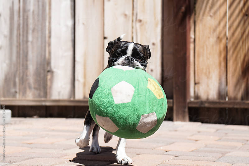 Bruce the Boston Terrier/Pug plays with ball