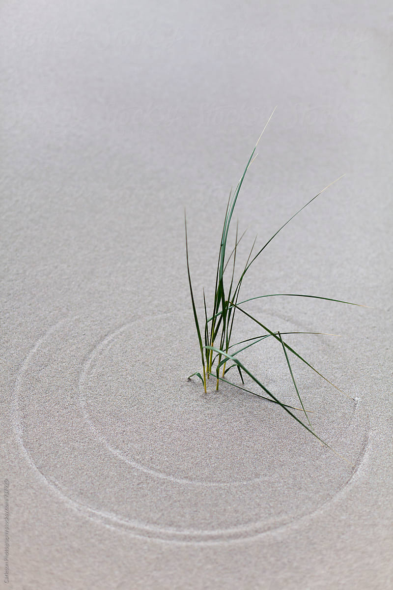 Dune grass has drawn circles in the sand