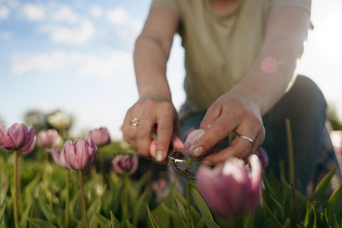 Unrecognizable Woman Cutting Tulip