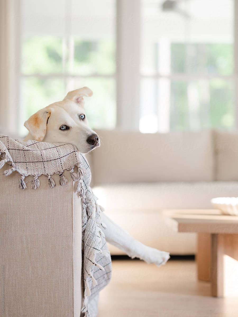 White dog looking at camera with feet dangling off couch