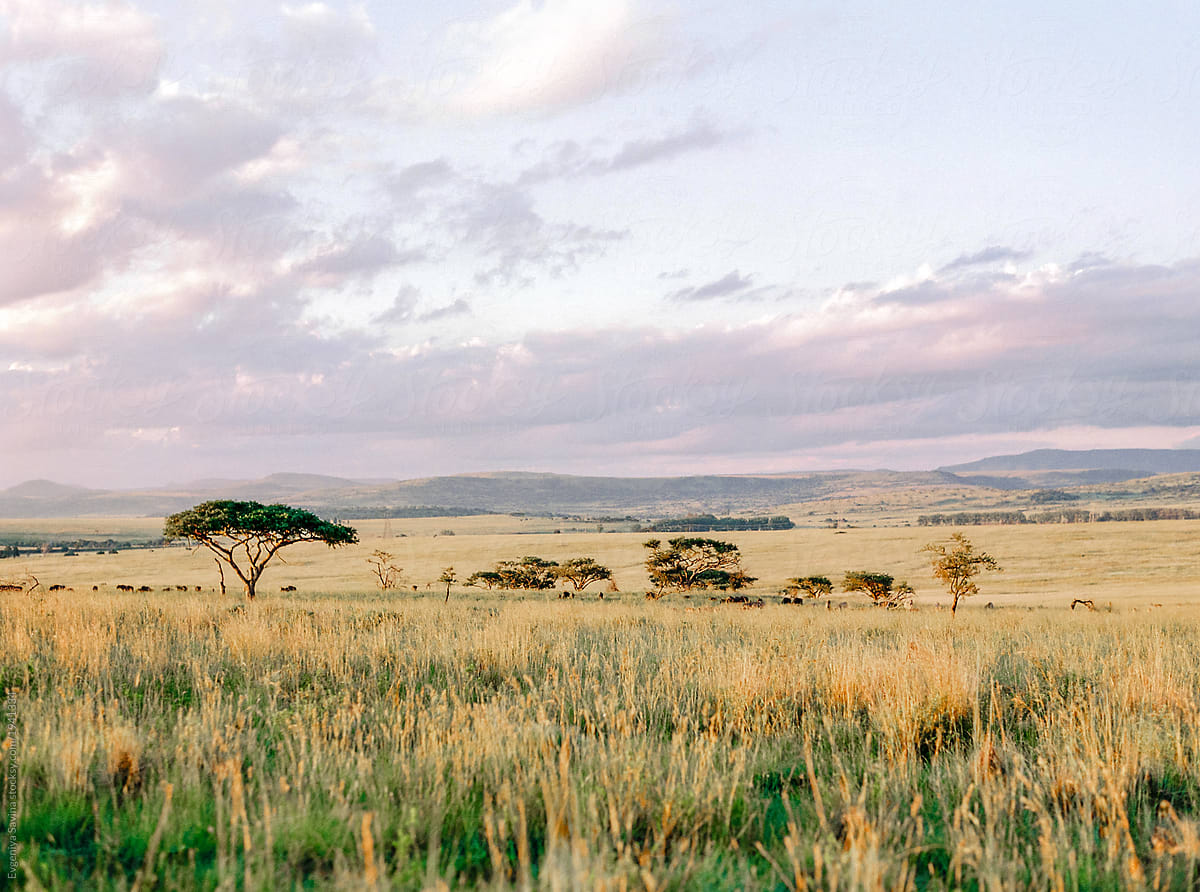 Sunset In South African Bush By Stocksy Contributor Evgeniya Savina