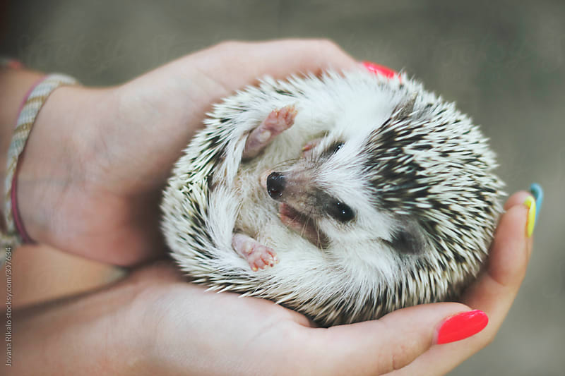Person holding an adorable hedgehog by Jovana Rikalo - Stocksy United
