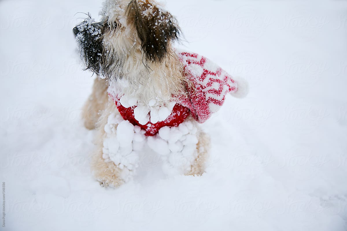 Cute Snow Covered Puppy