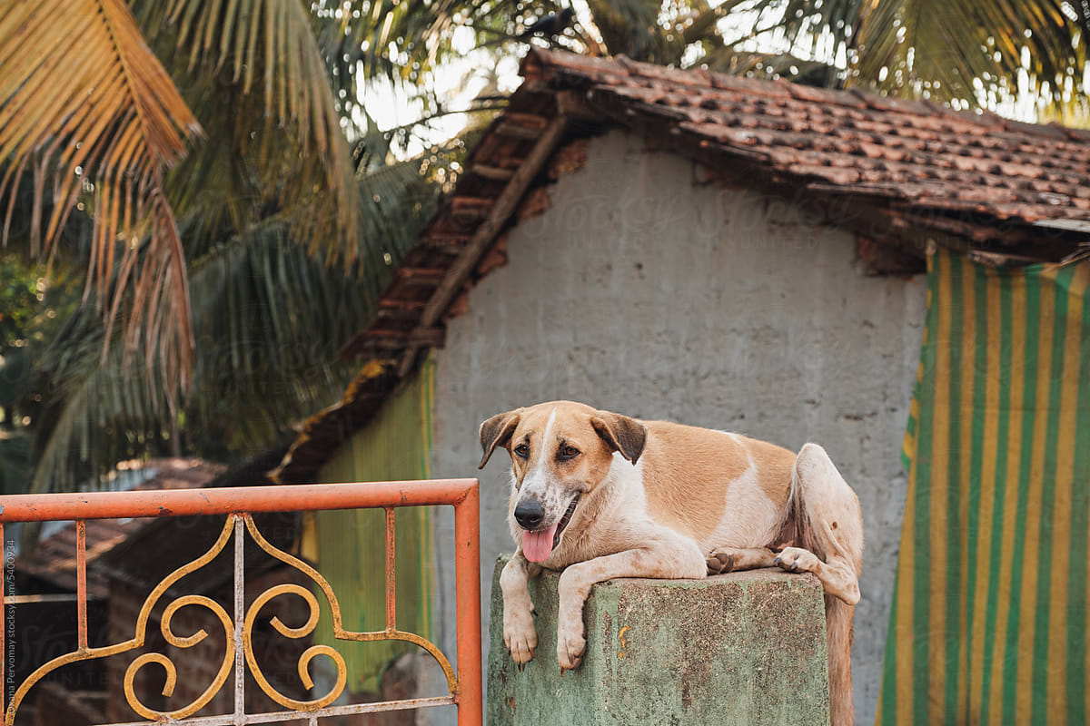 Dog on a fence.