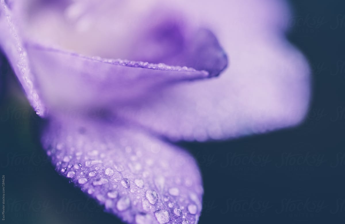 Water drops on petals.