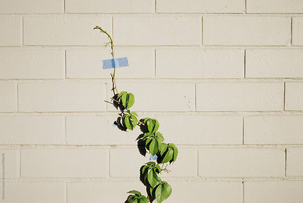Climbing wall plant supported by sticky tape