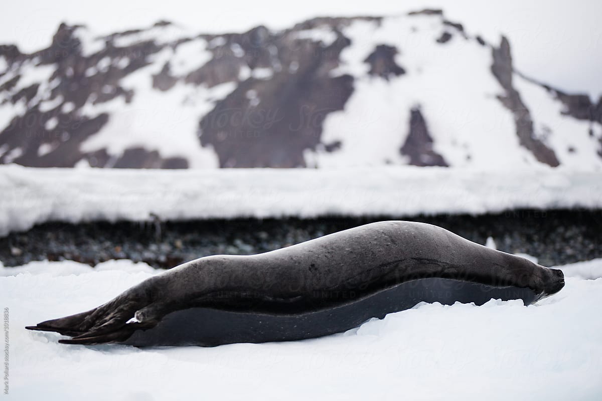 Seals At Rest on The Frozen Ice