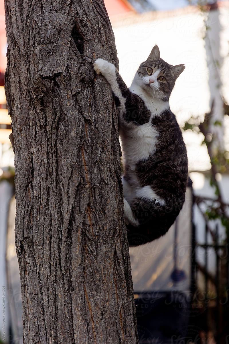 the cat on the tree