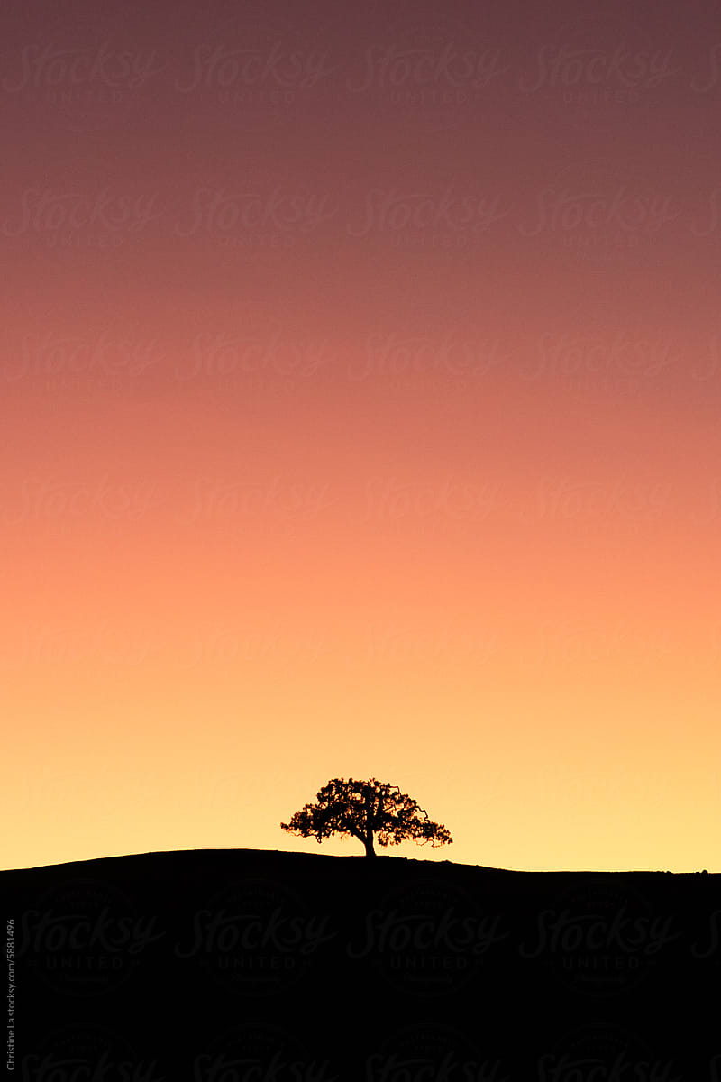 Gradient sunset tree silhouette