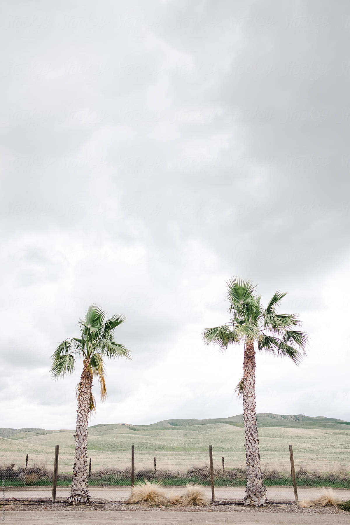 two palm trees and grey sky in the background