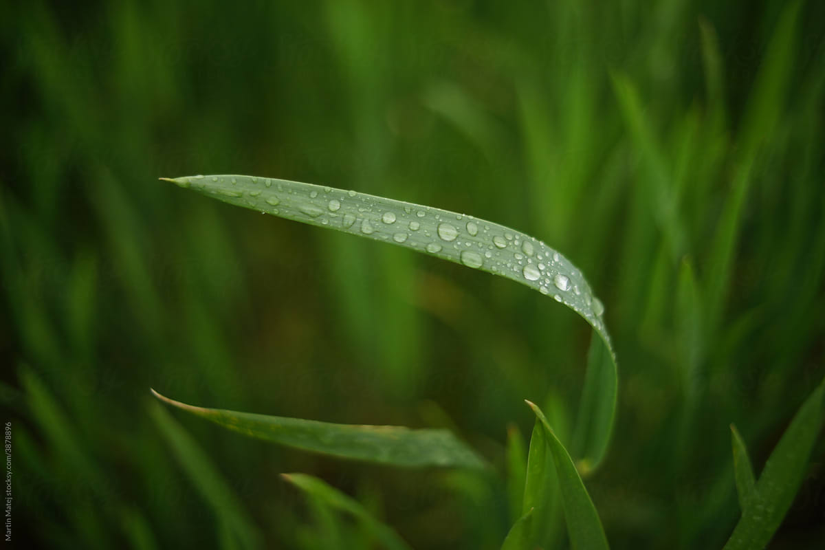 Grain leaf covered in rain
